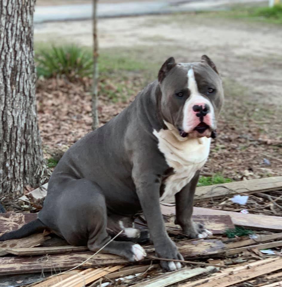Dog Featured Image