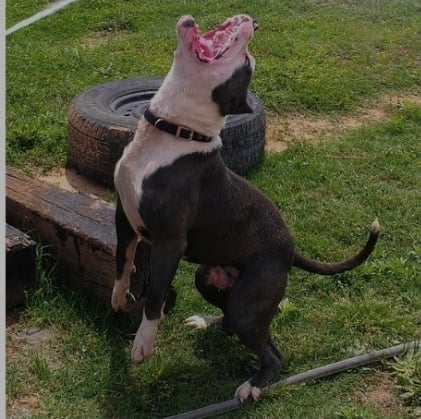 Dog Featured Image