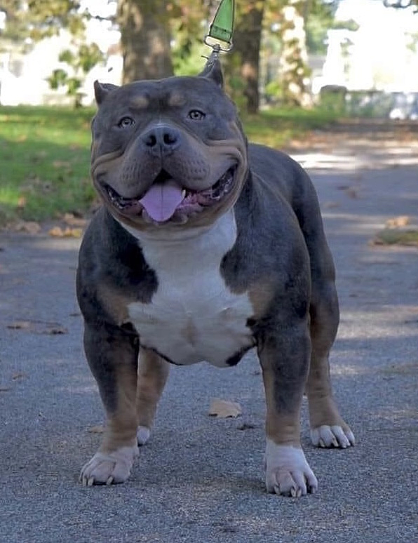 Dog Featured Image
