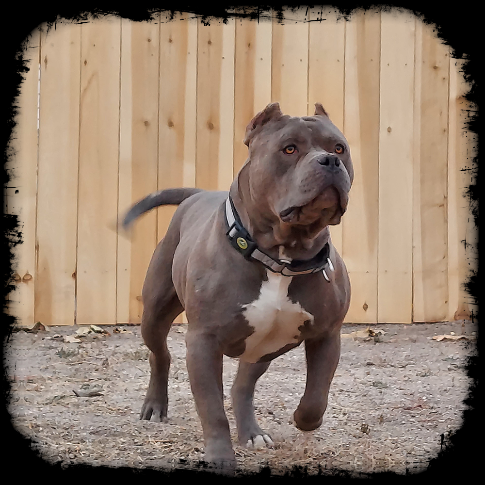 Dog Featured Image