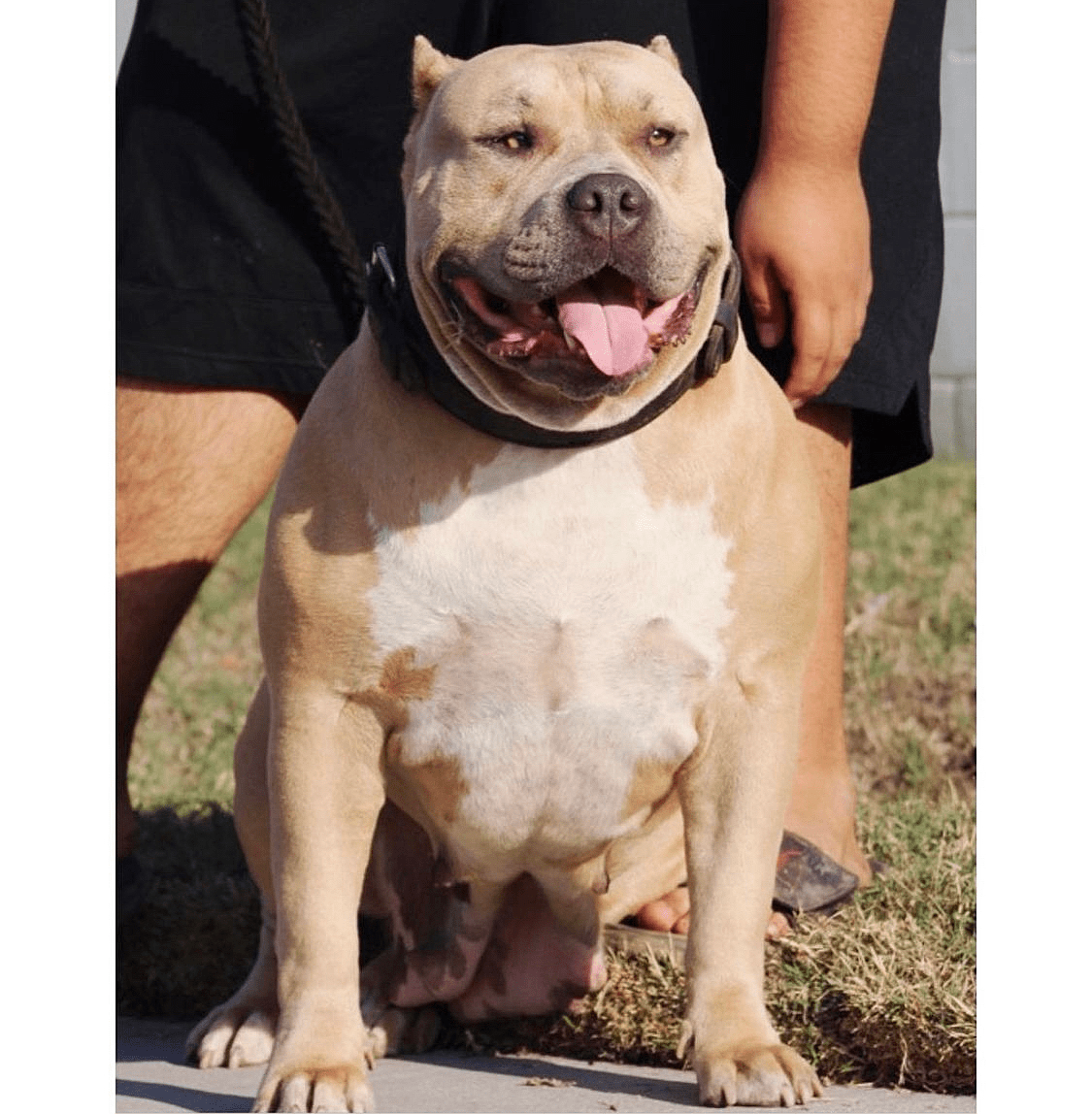 Dog Featured Image