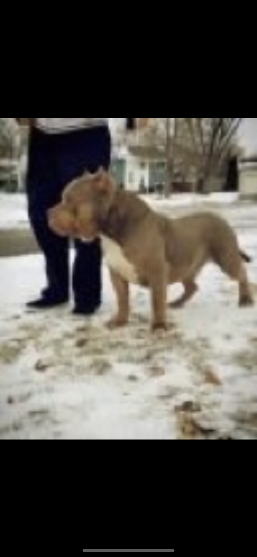 Dog Featured Image