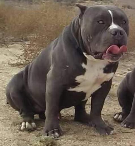 Dog Featured Image