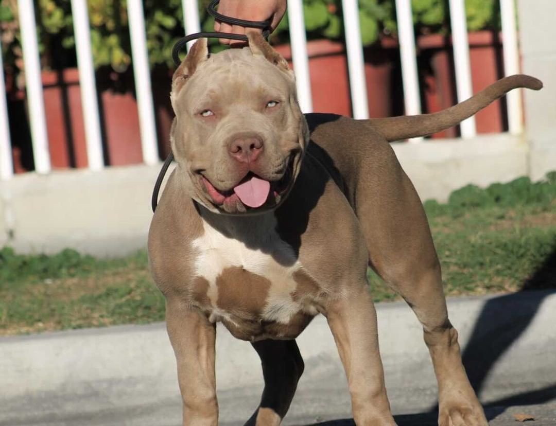 Dog Featured Image