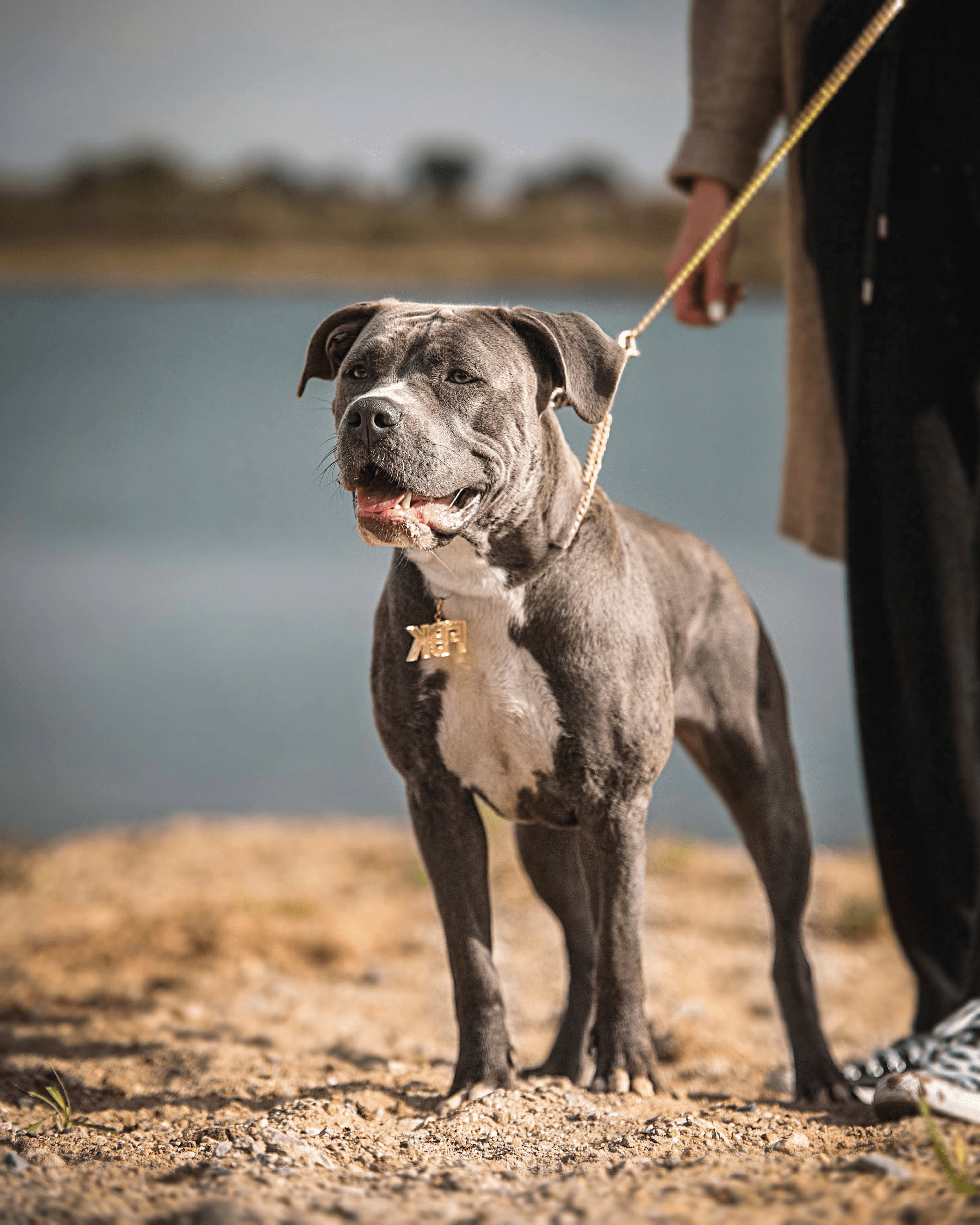 Dog Featured Image
