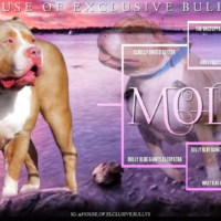Dog Featured Image