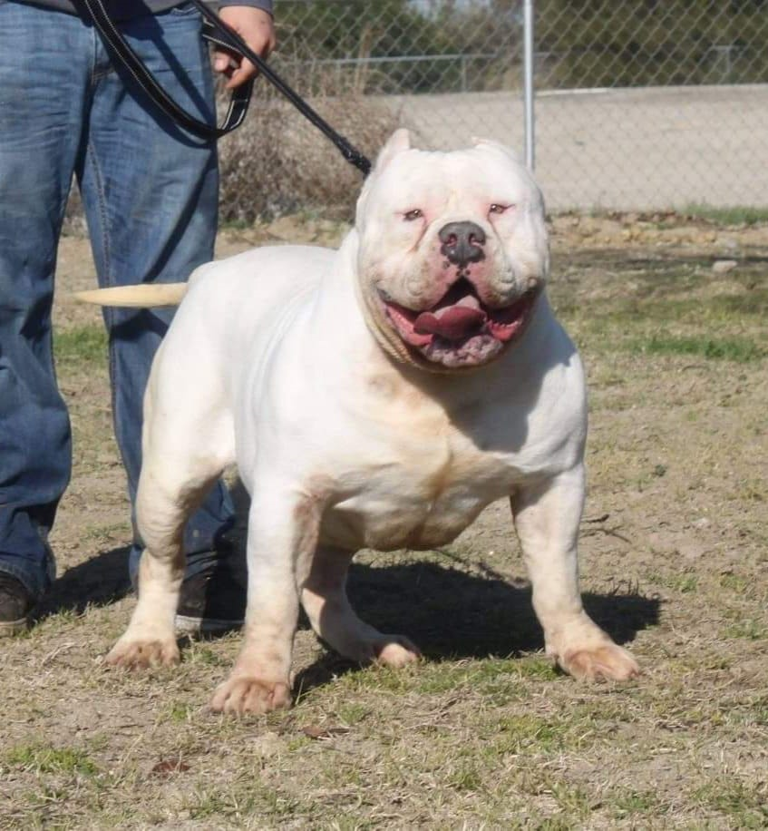 Dog Featured Image