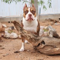 Dog Featured Image