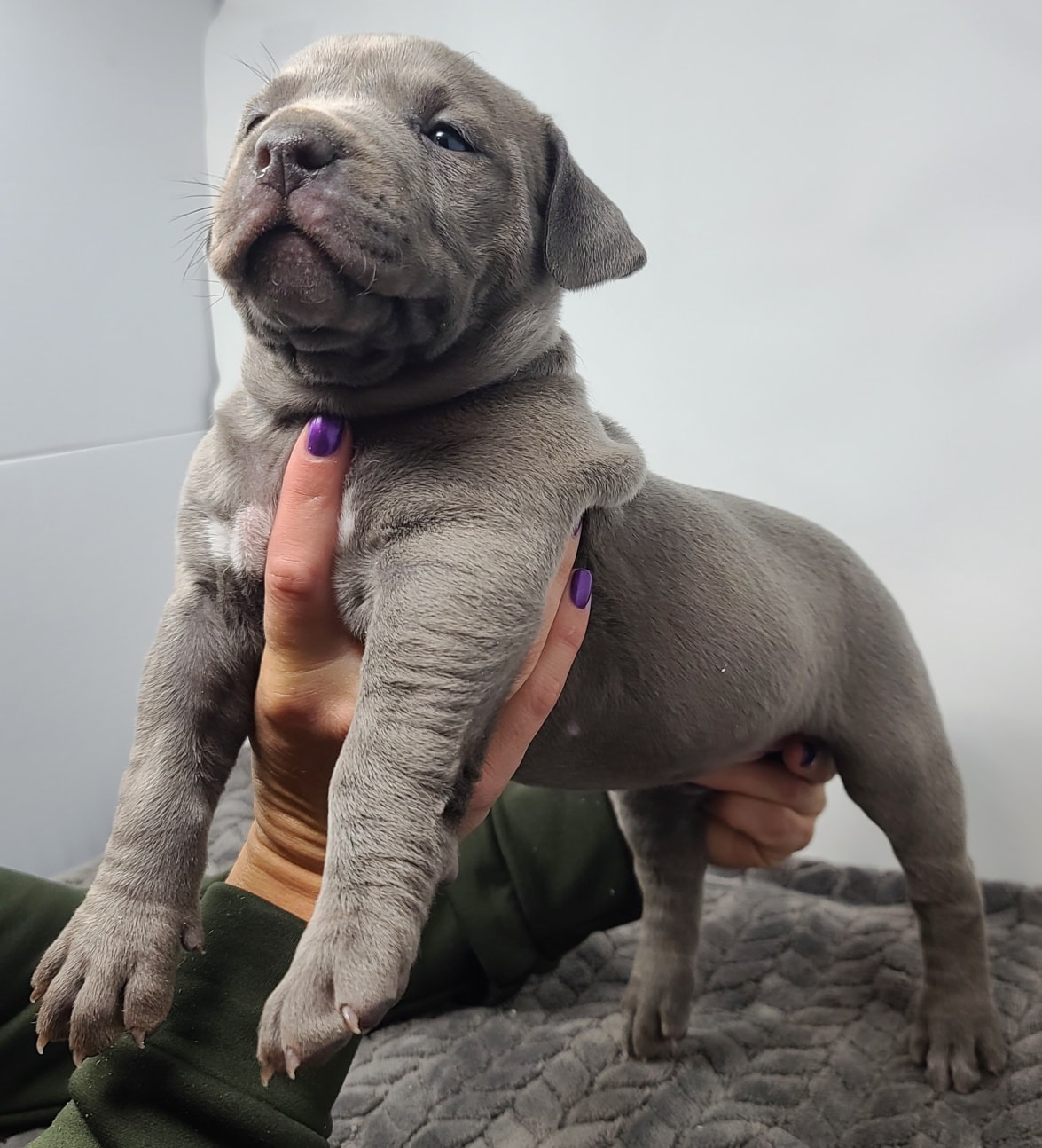 Dog Featured Image