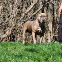Dog Featured Image