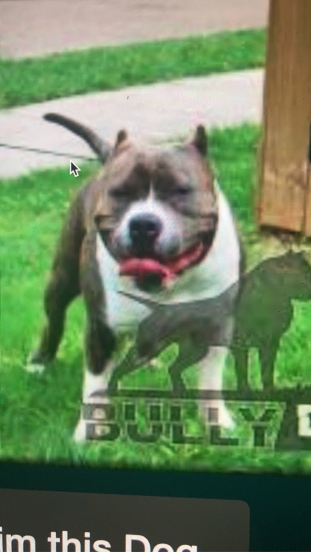 Dog Featured Image
