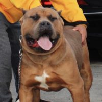 Dog Featured Image