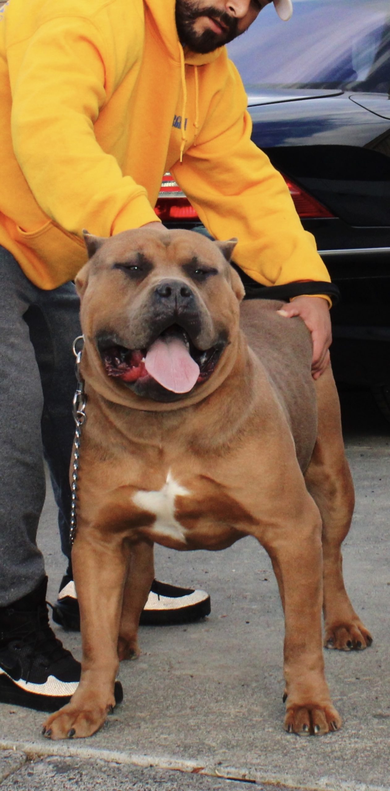 Dog Featured Image