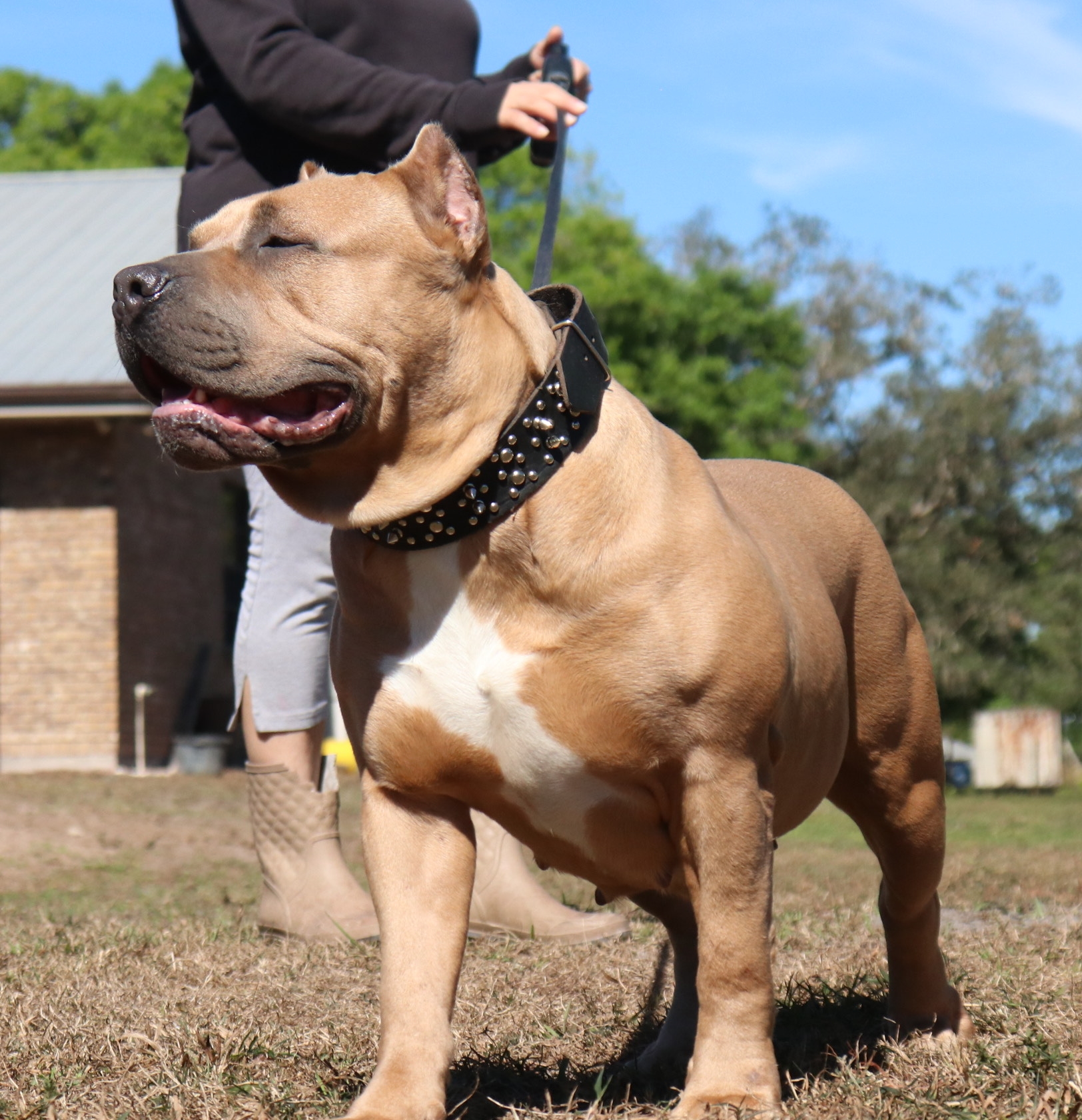 Dog Featured Image