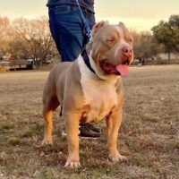 Dog Featured Image