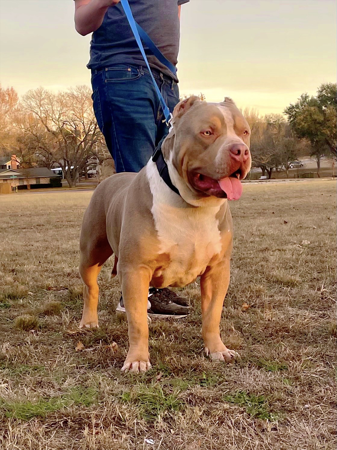 Dog Featured Image
