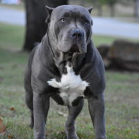 Dog Featured Image