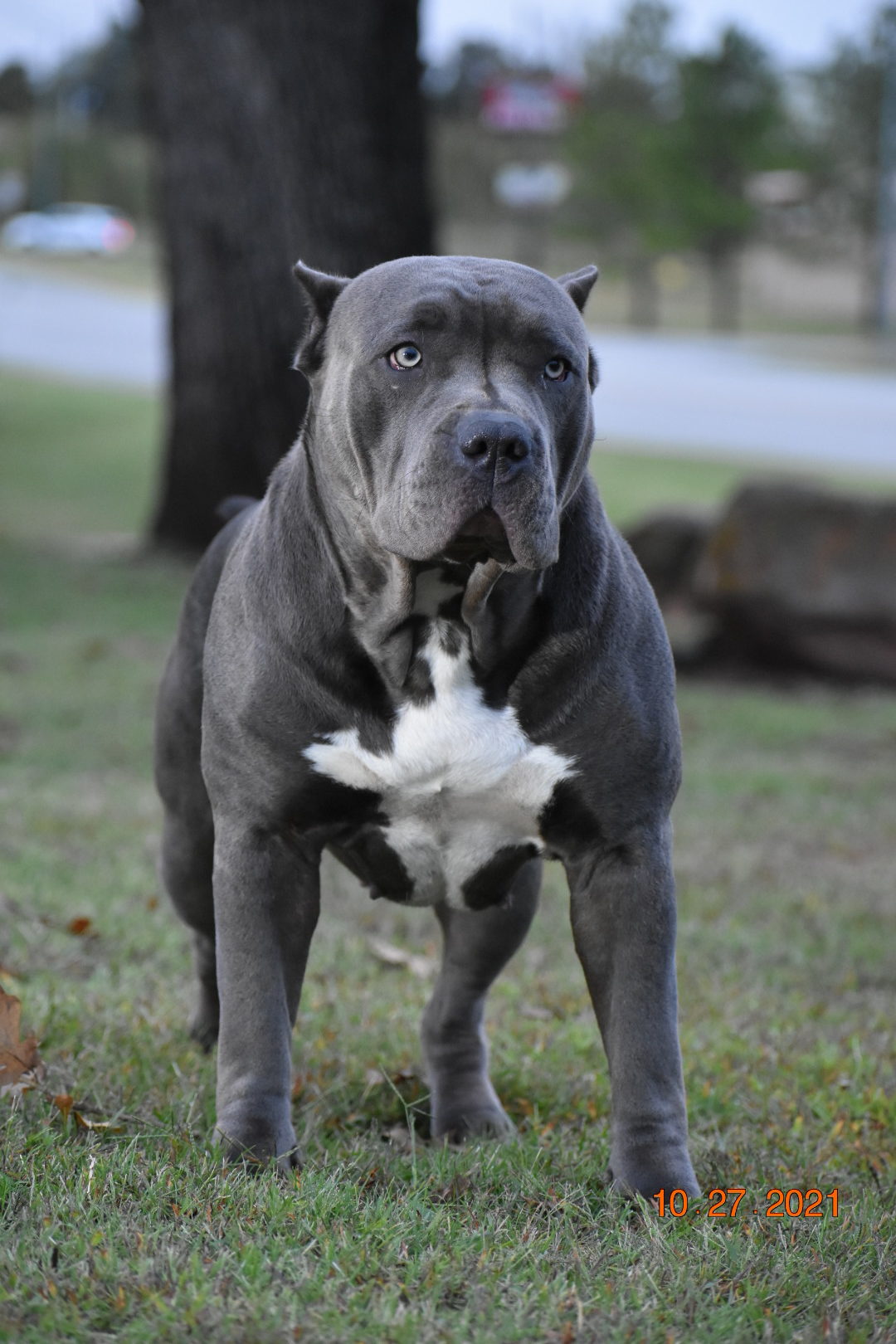 Dog Featured Image
