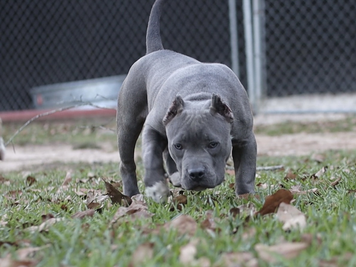 Dog Featured Image