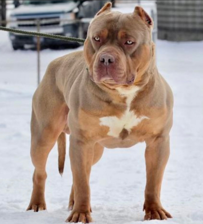 Dog Featured Image