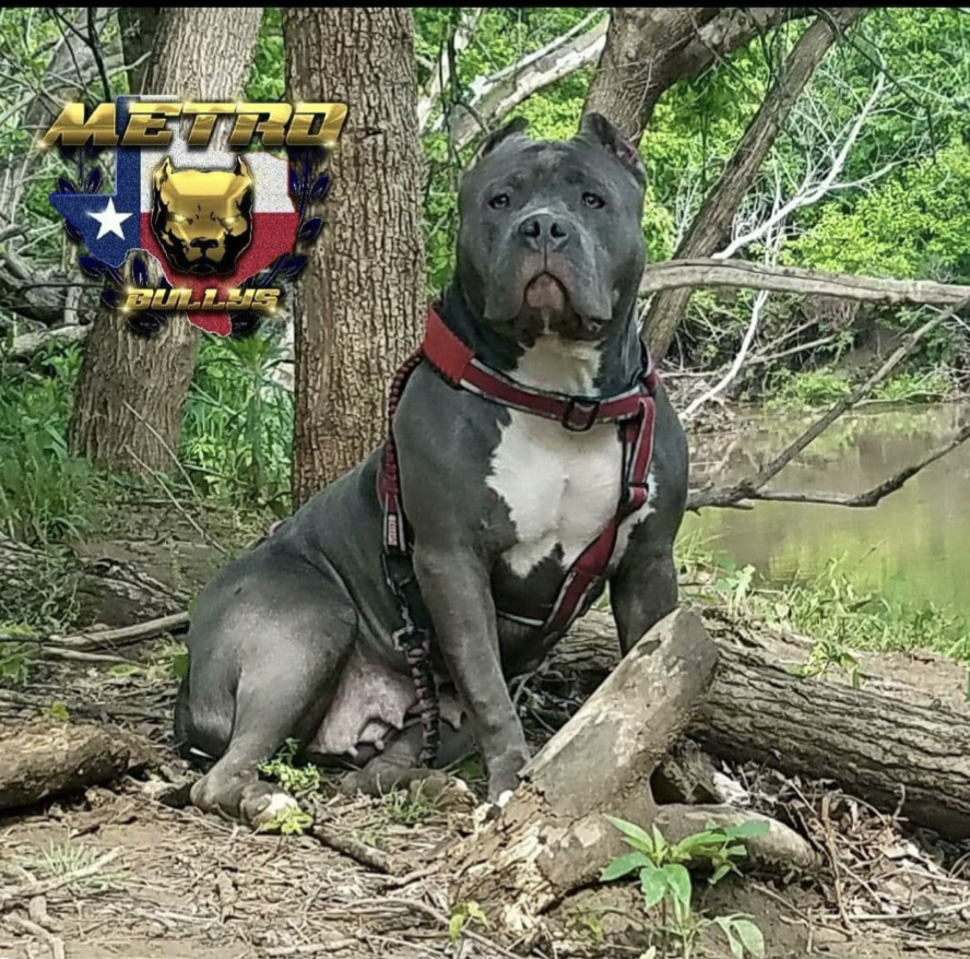 Dog Featured Image