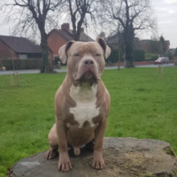 Dog Featured Image