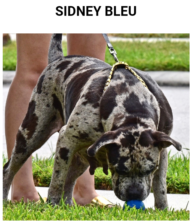 Dog Featured Image