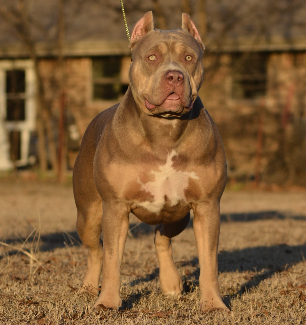 Dog Featured Image