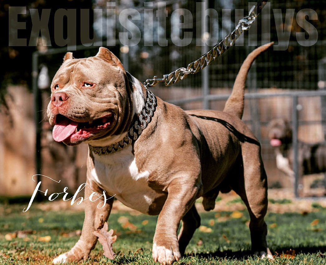 Dog Featured Image