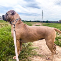 Dog Featured Image