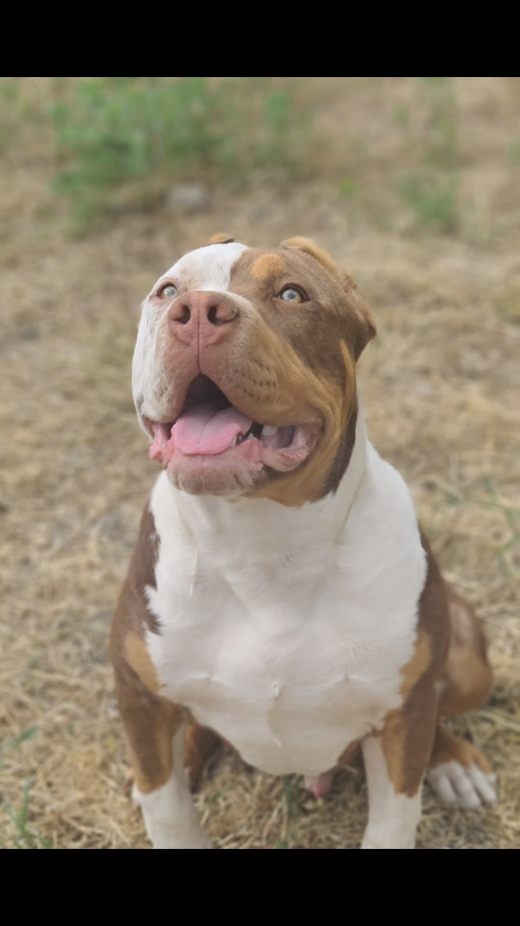 Dog Featured Image