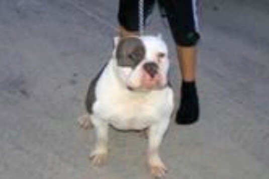 Dog Featured Image
