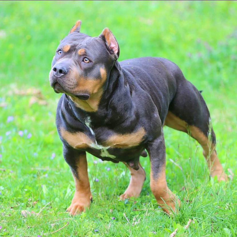 Dog Featured Image