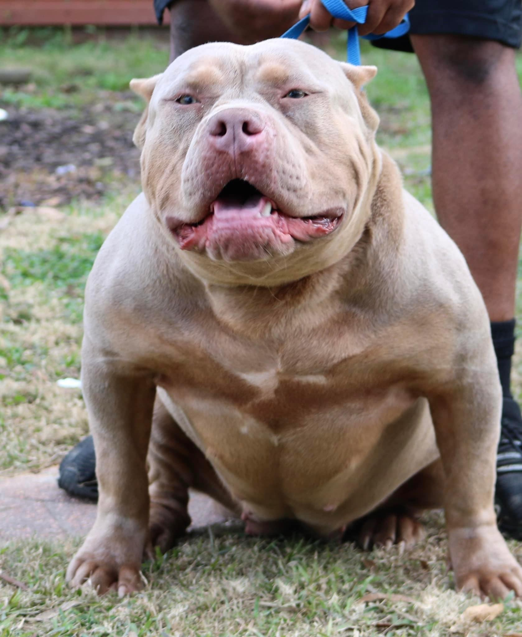 Dog Featured Image