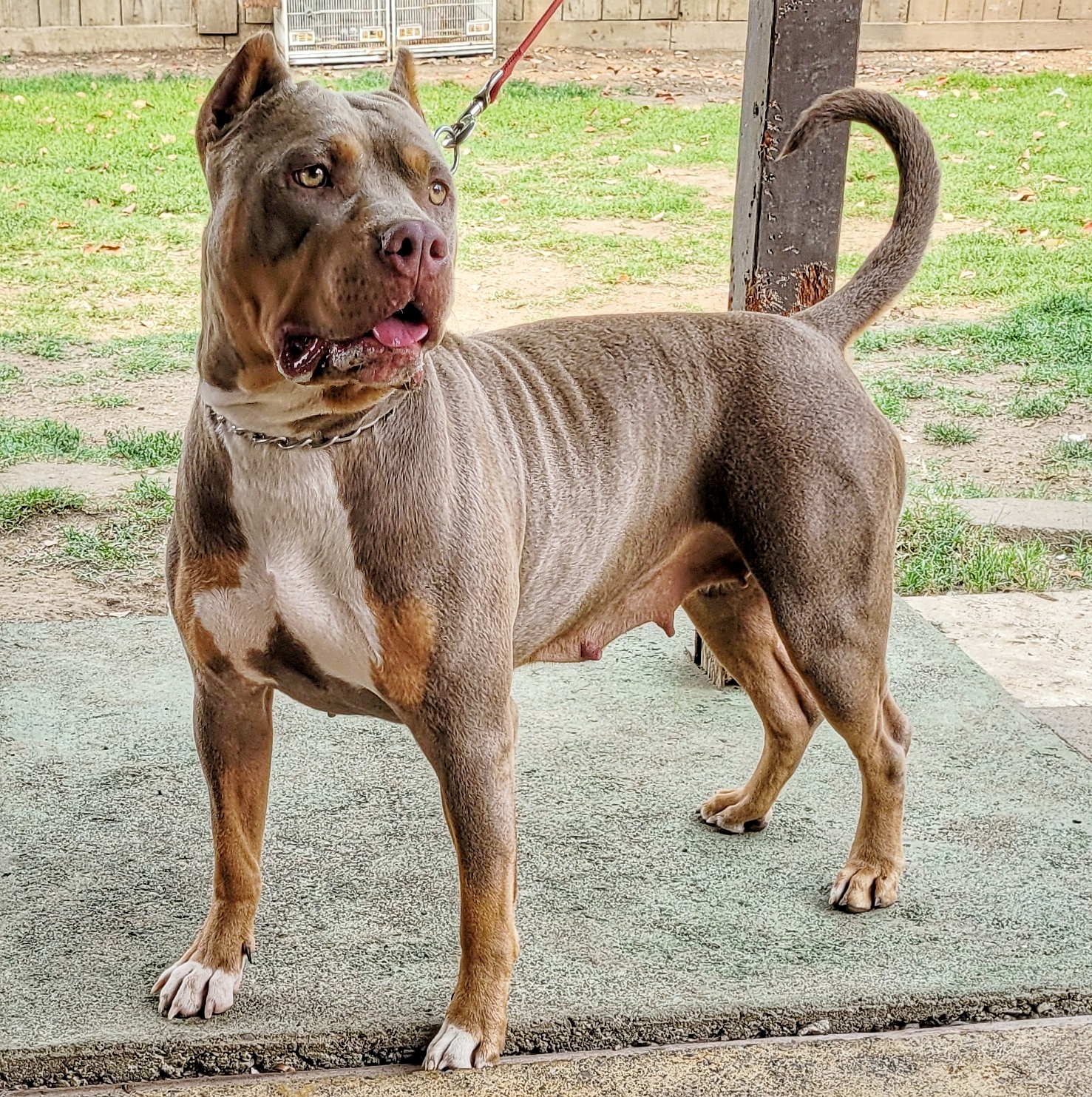 Dog Featured Image