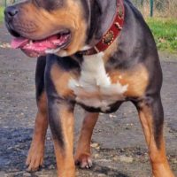 Dog Featured Image