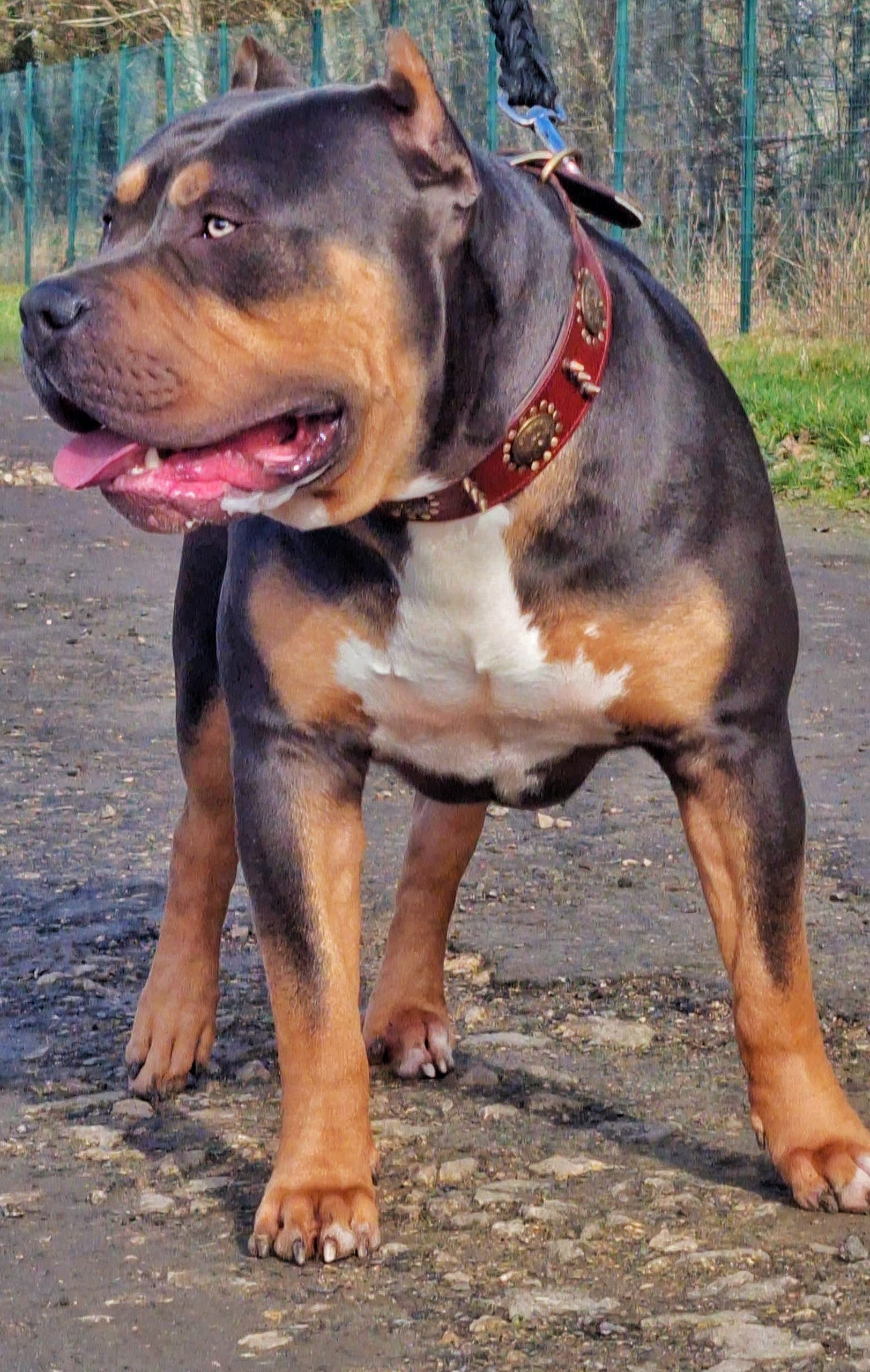 Dog Featured Image
