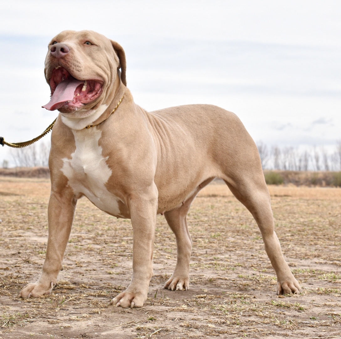 Dog Featured Image