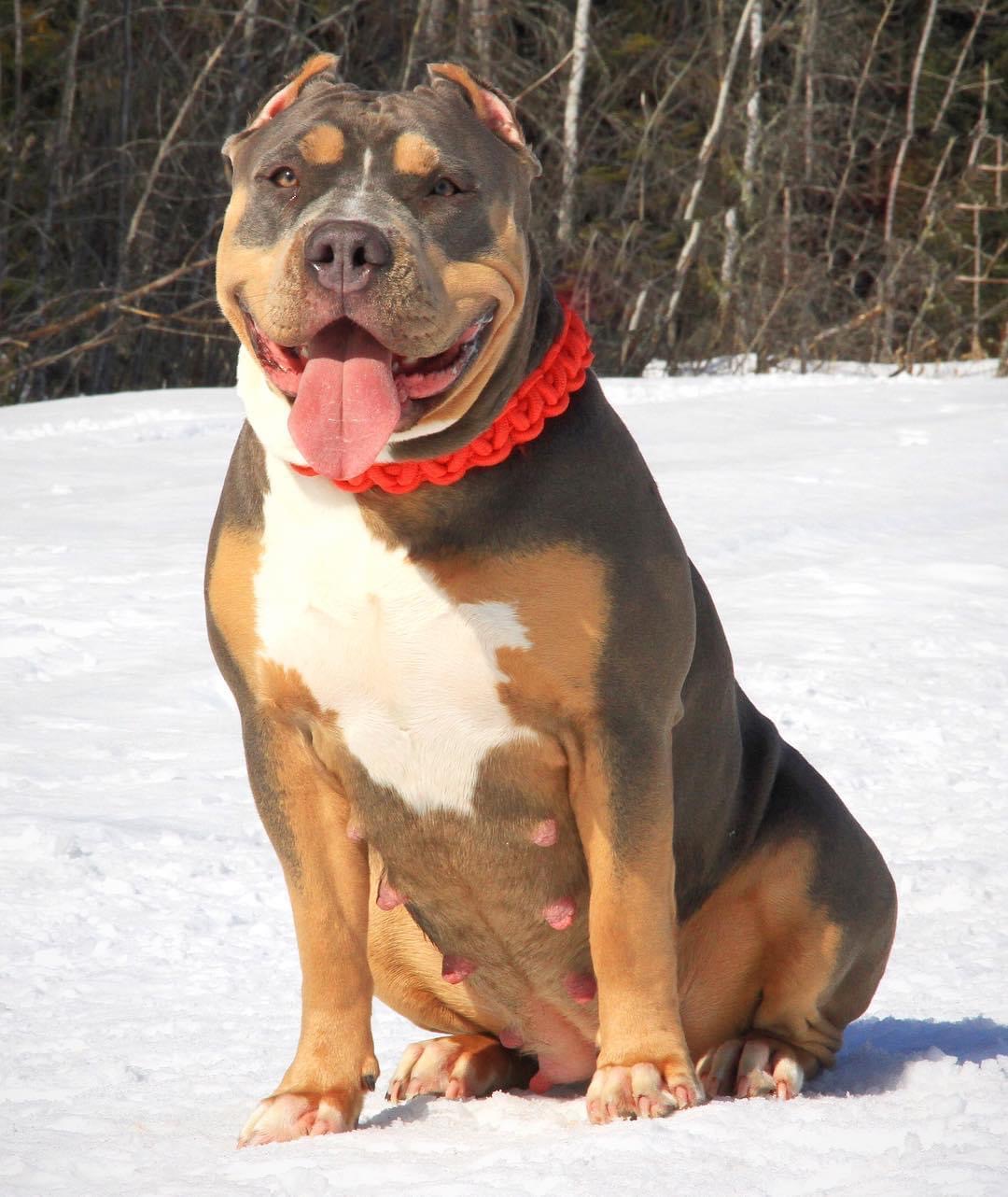 Dog Featured Image