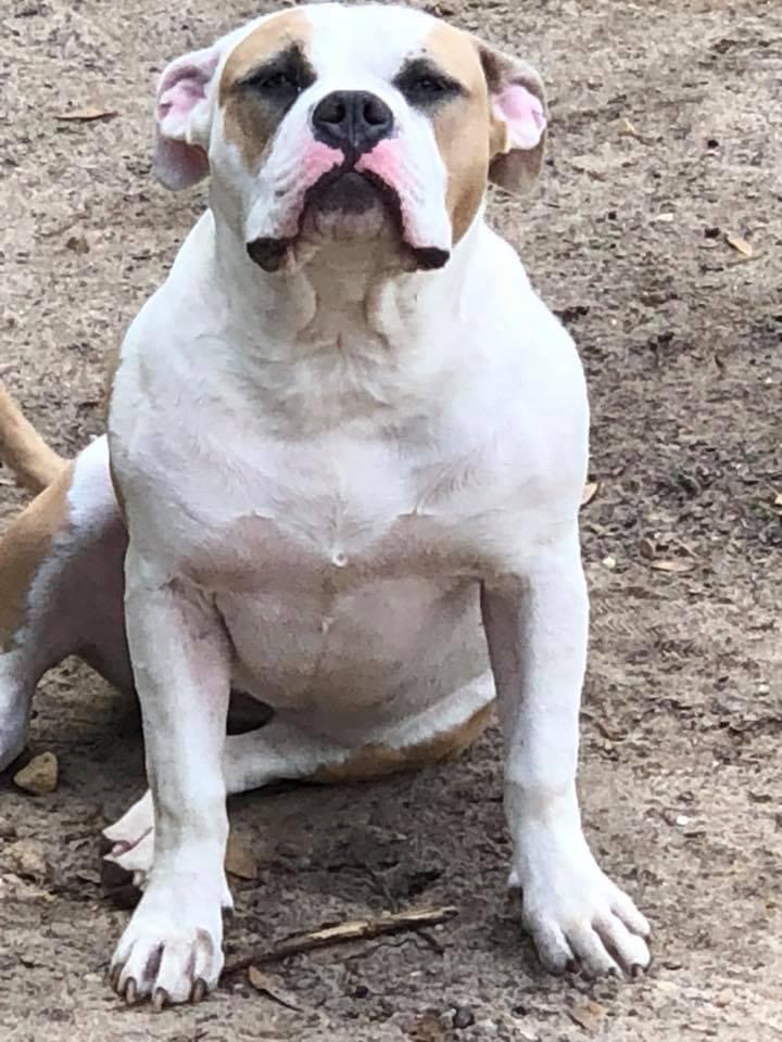 Dog Featured Image