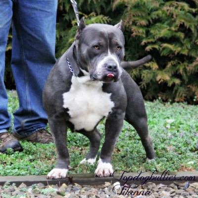 Dog Featured Image