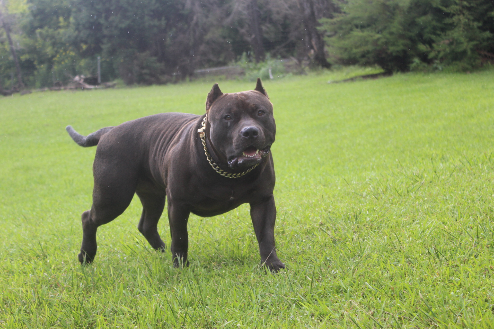 Dog Featured Image