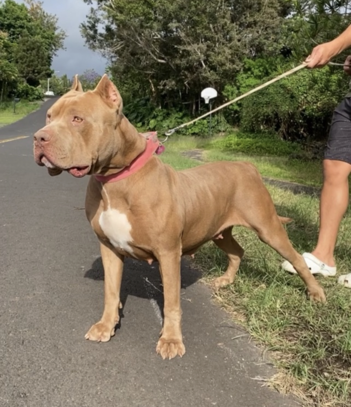 Dog Featured Image