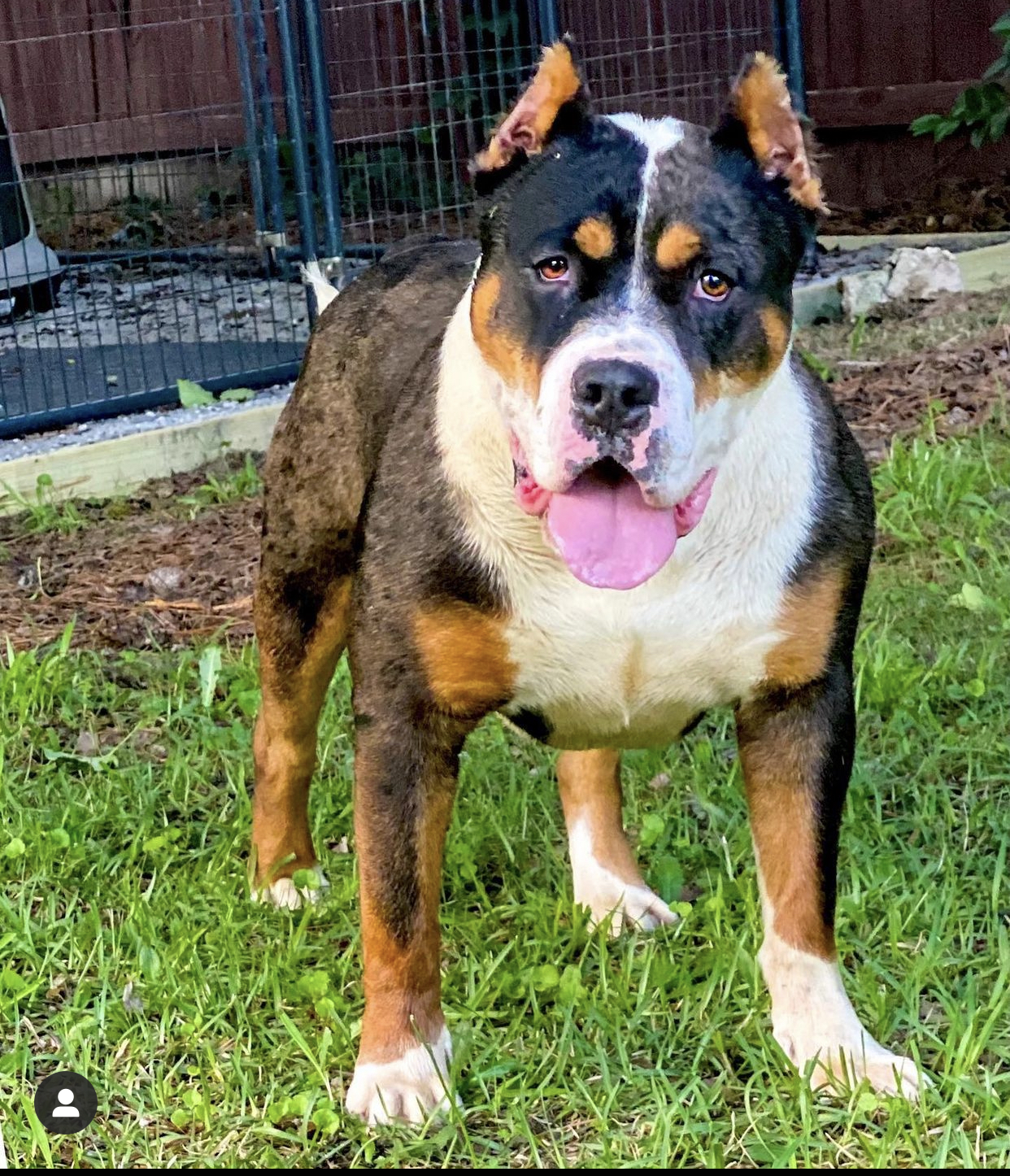 Dog Featured Image