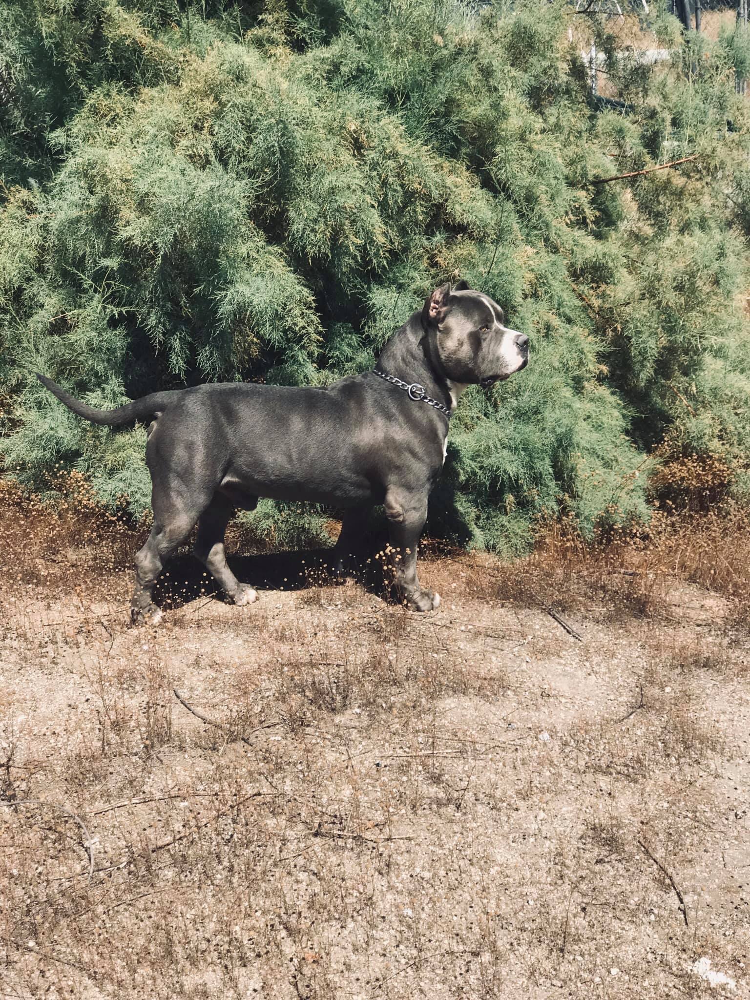Dog Featured Image