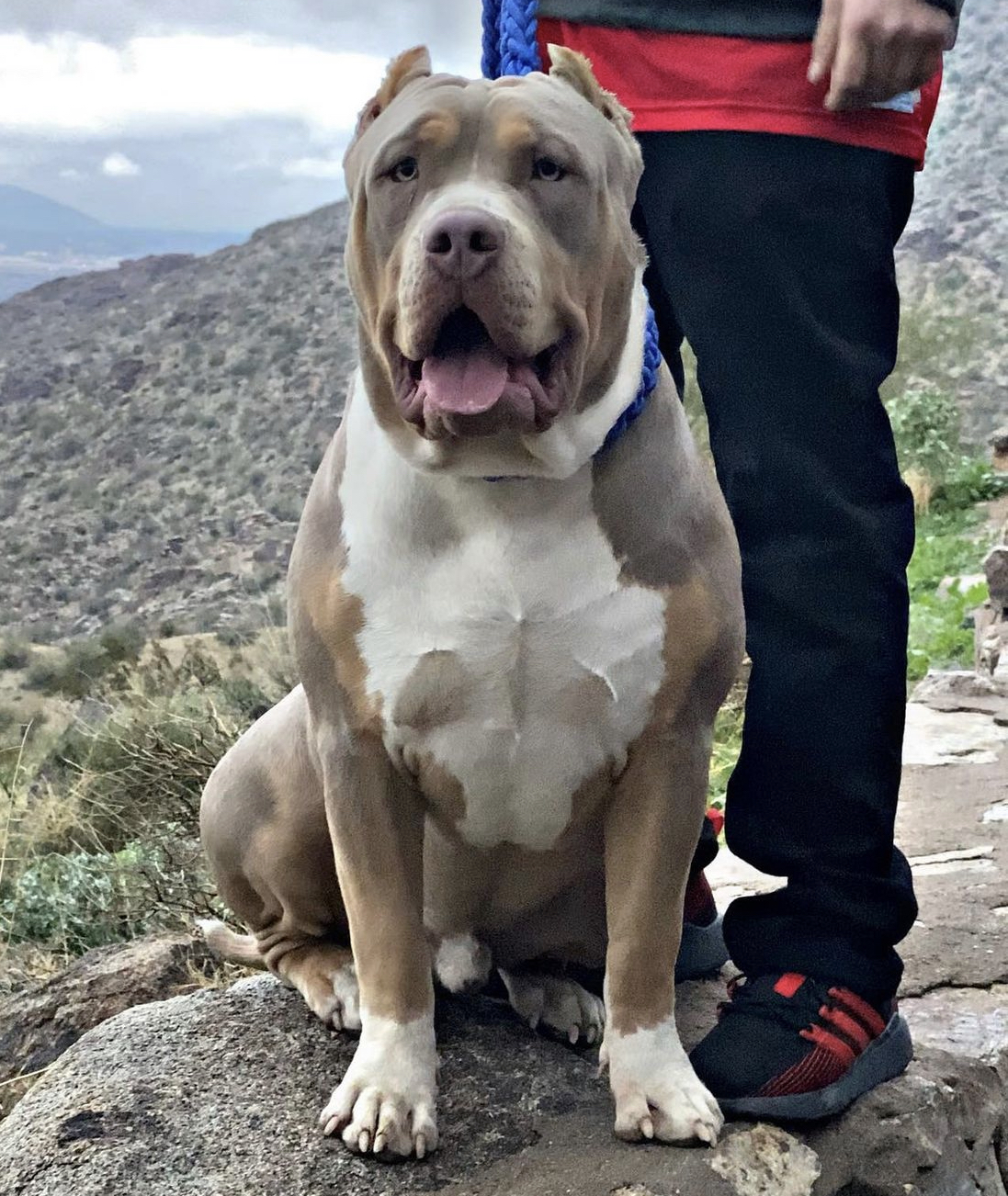 Dog Featured Image