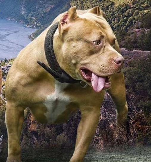 Dog Featured Image