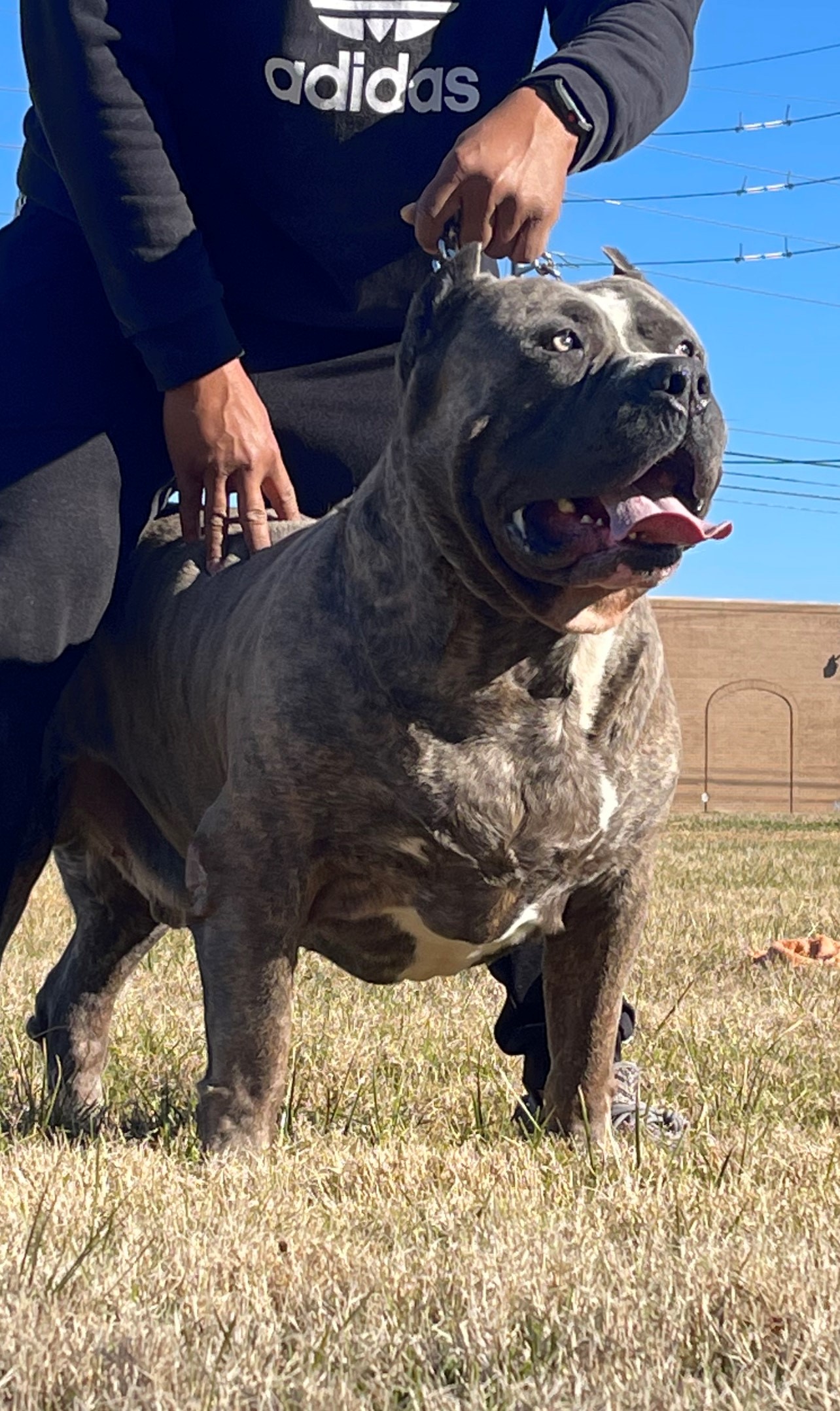 Dog Featured Image
