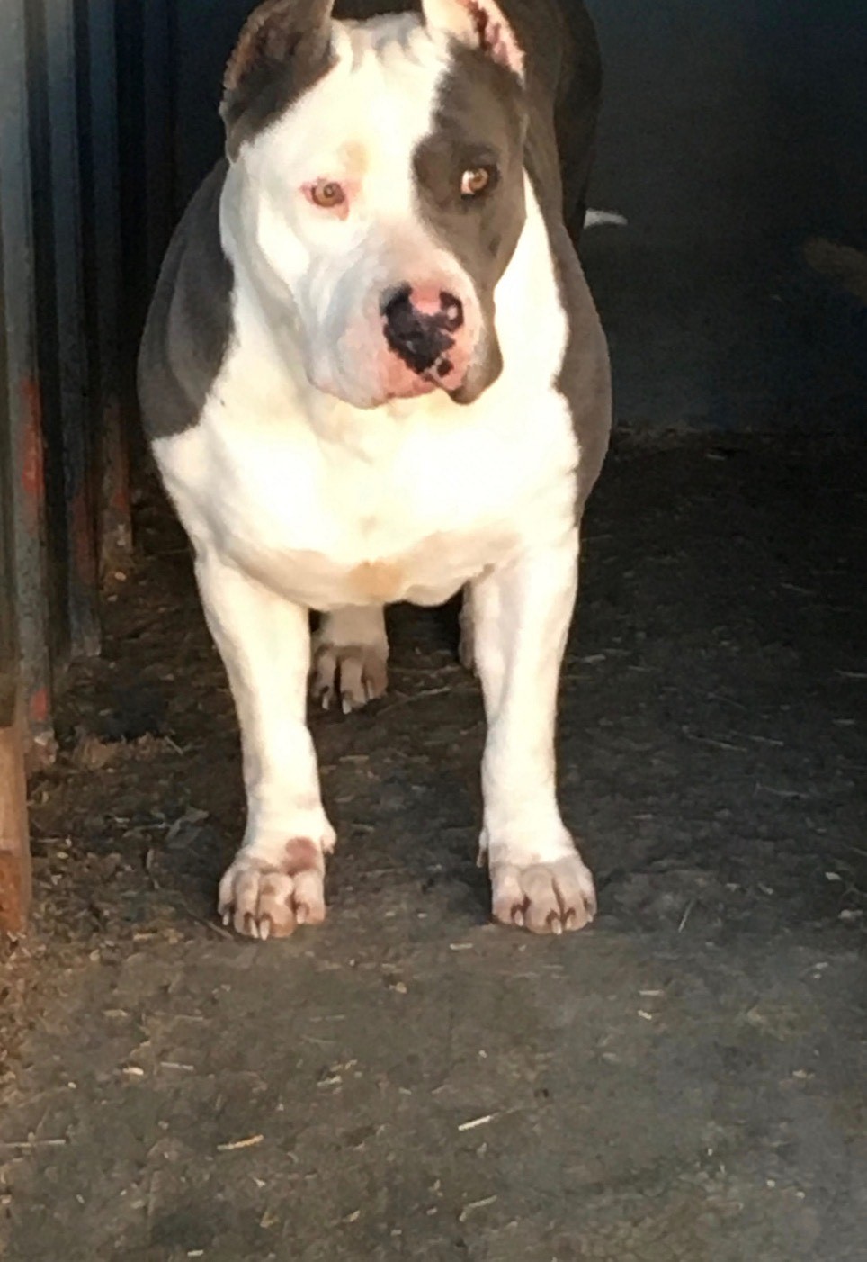 Dog Featured Image