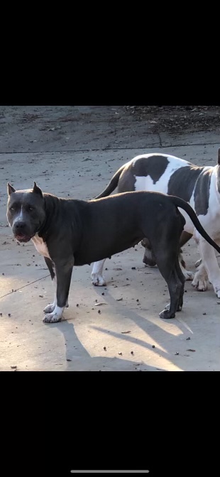 Dog Featured Image